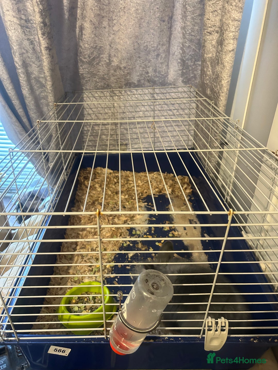 Lionhead rabbits for sale: Lion head buck young rabbit  - Advert 3