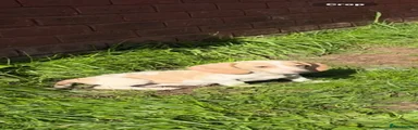 Miniature Dachshund 5