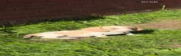 Miniature Dachshund dogs for sale: Miniature dachshund in Birmingham - Advert 2