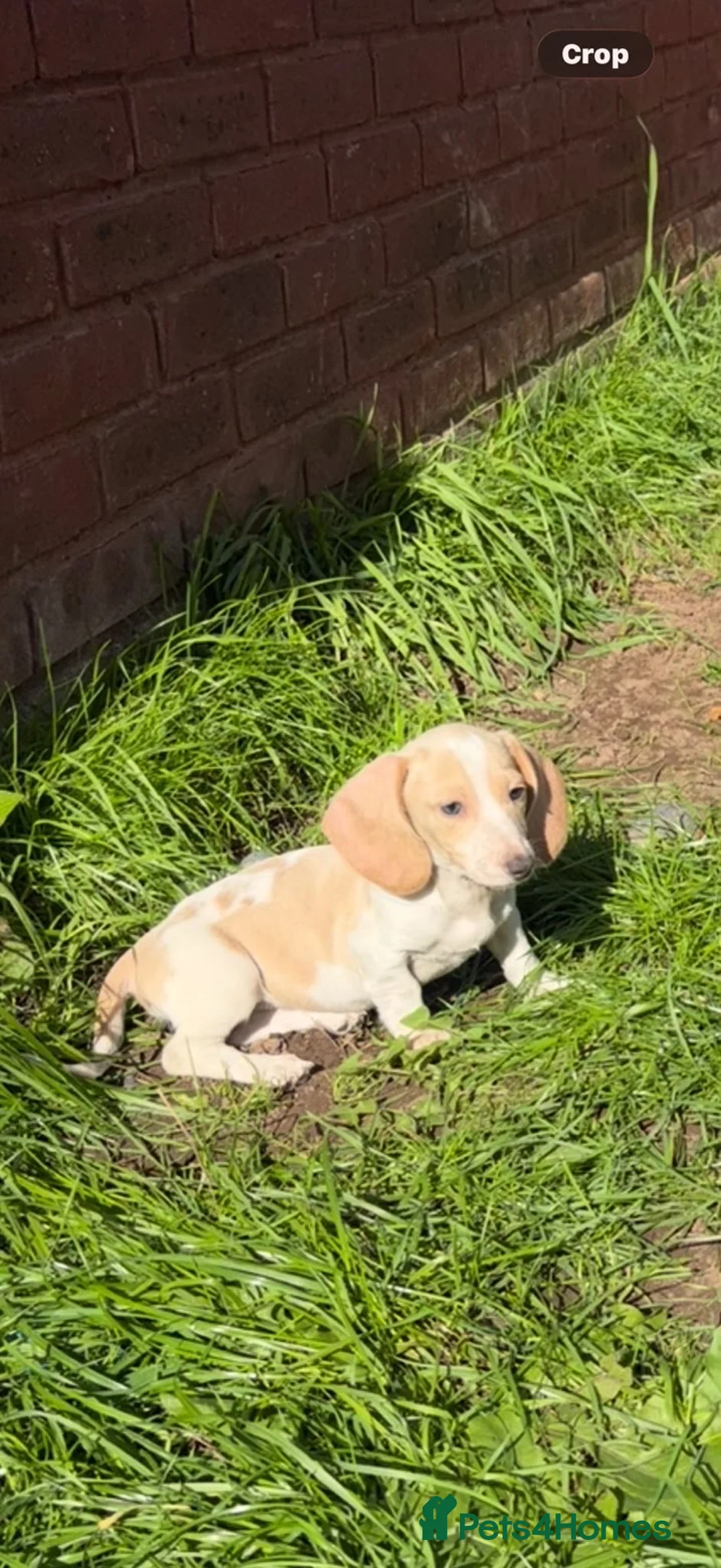Miniature Dachshund dogs for sale: Miniature dachshund in Birmingham - Advert 2