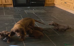 Cocker Spaniel dogs for sale: Cocker Spaniel Puppies Ready To Go!  - Image 14