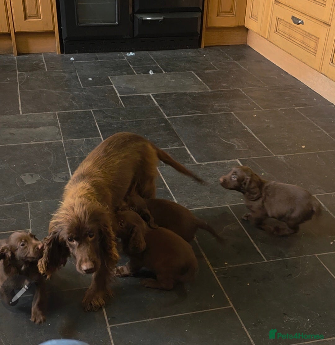 Cocker Spaniel dogs for sale: Cocker Spaniel Puppies Ready To Go!  - Image 14