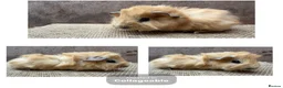 Guinea Pig rodents for sale: Beautiful boars and one sow - Advert 4