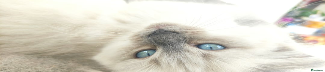 Ragdoll Kitten 2
