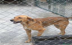 Mixed Breed dogs for adoption: Katie, 1.5 yrs approx. Available for adoption. - Advert 2