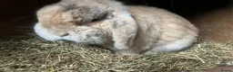 Mini Lop rabbits for sale: Mini lop rabbit  - Advert 1