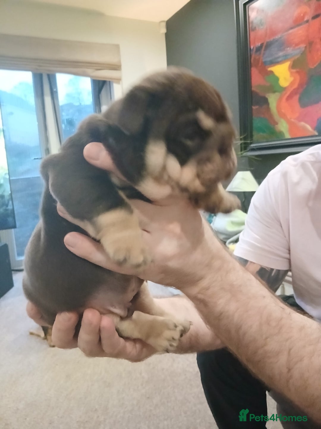 English Bulldog dogs for sale: Stunning  chunky English bulldog puppies  - Advert 11