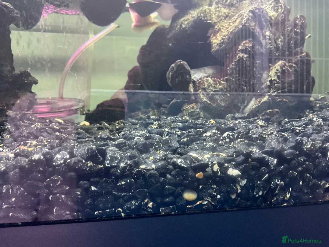 Terrapin reptiles for sale: 4 terrapins  SOLD  - Advert 2