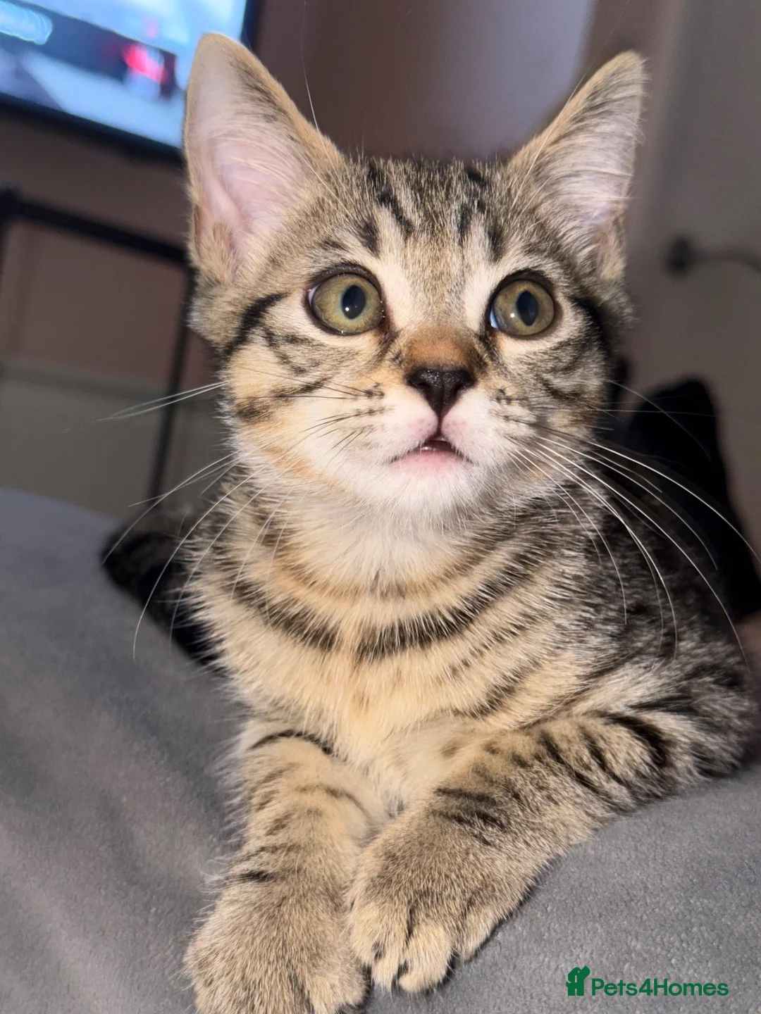 Mixed Breed cats for sale: Last kitten - He’s looking for a loving home - Advert 2