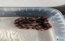 Boa Snake reptiles for sale: Brazilian rainbow boa babies  - Image 12