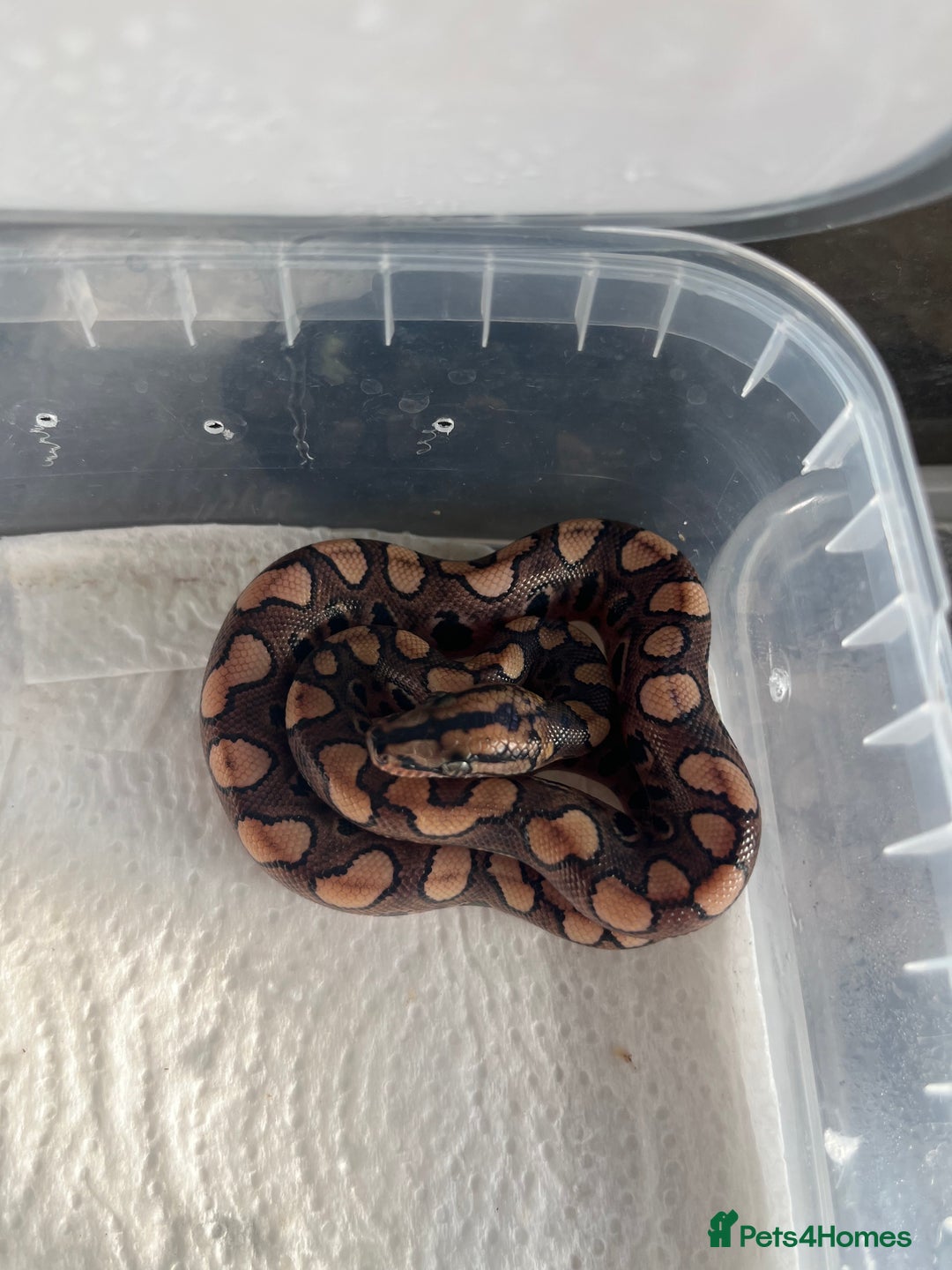Boa Snake reptiles for sale: Brazilian rainbow boa babies  - Image 12