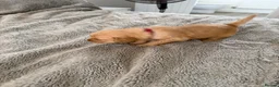 Golden Retriever dogs for sale:  Golden retriever puppies  - Advert 25