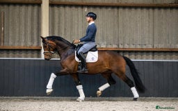 Belgian Warmblood horses for sale: Nino - Top class dressage - Image 2