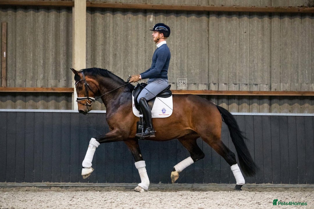 Belgian Warmblood horses for sale: Nino - Top class dressage - Image 2