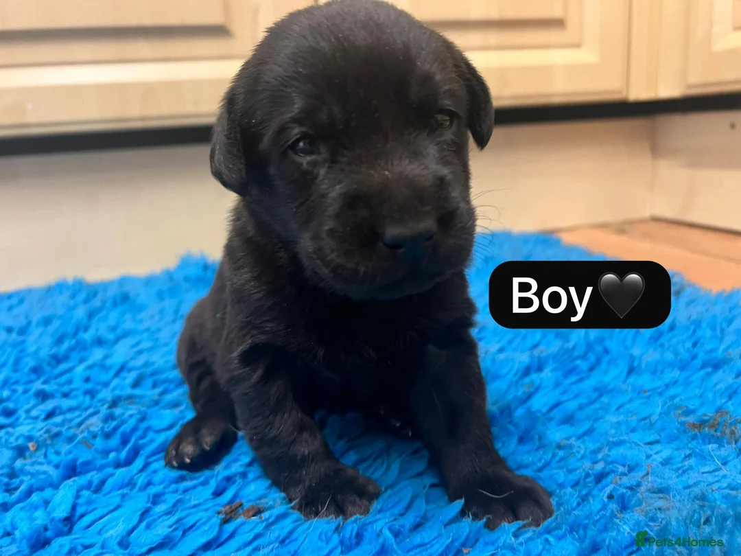 Labrador Retriever dogs for sale: Gorgeous chunky black Labrador puppies  - Advert 8