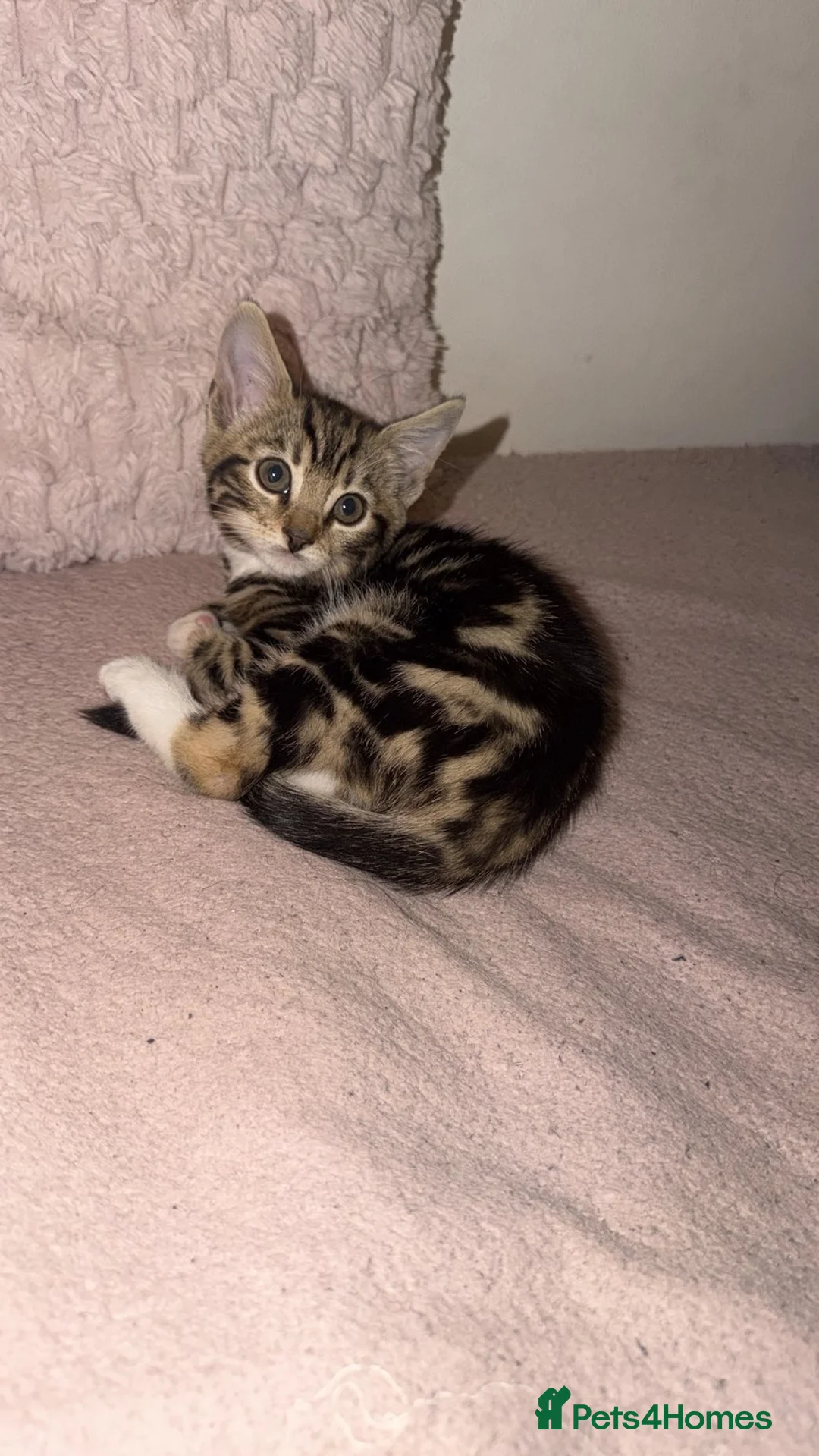 Bengal cats for sale: Mixed breed bengal kitten - Advert 2