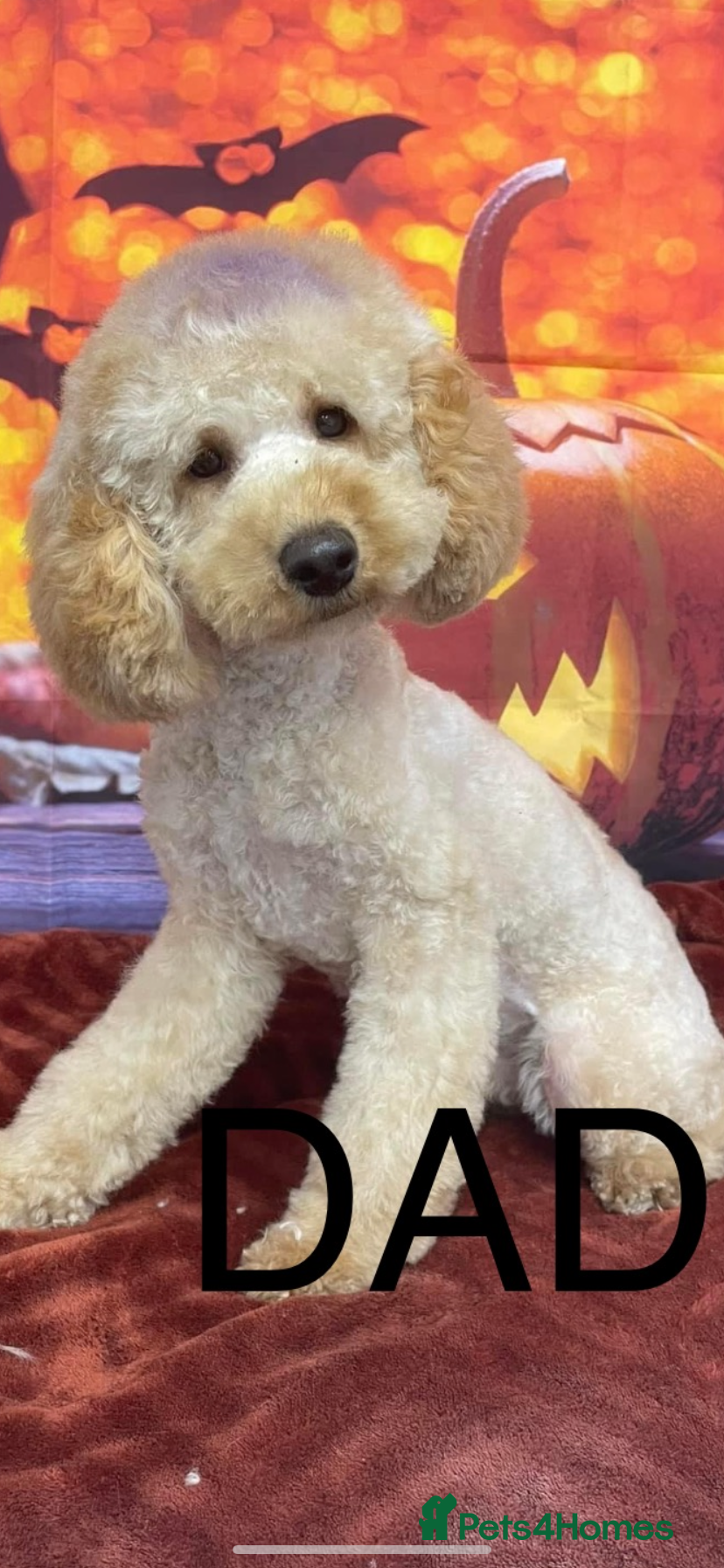 Cockapoo dogs for sale: F1 SABLE COCKAPOOS. - Advert 8