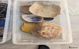 Dragon reptiles for sale: Reptile accessories  - Image 2