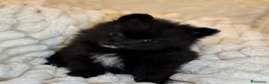 🖤 Male Pomeranian Puppy – Fluffy Black with White Chest