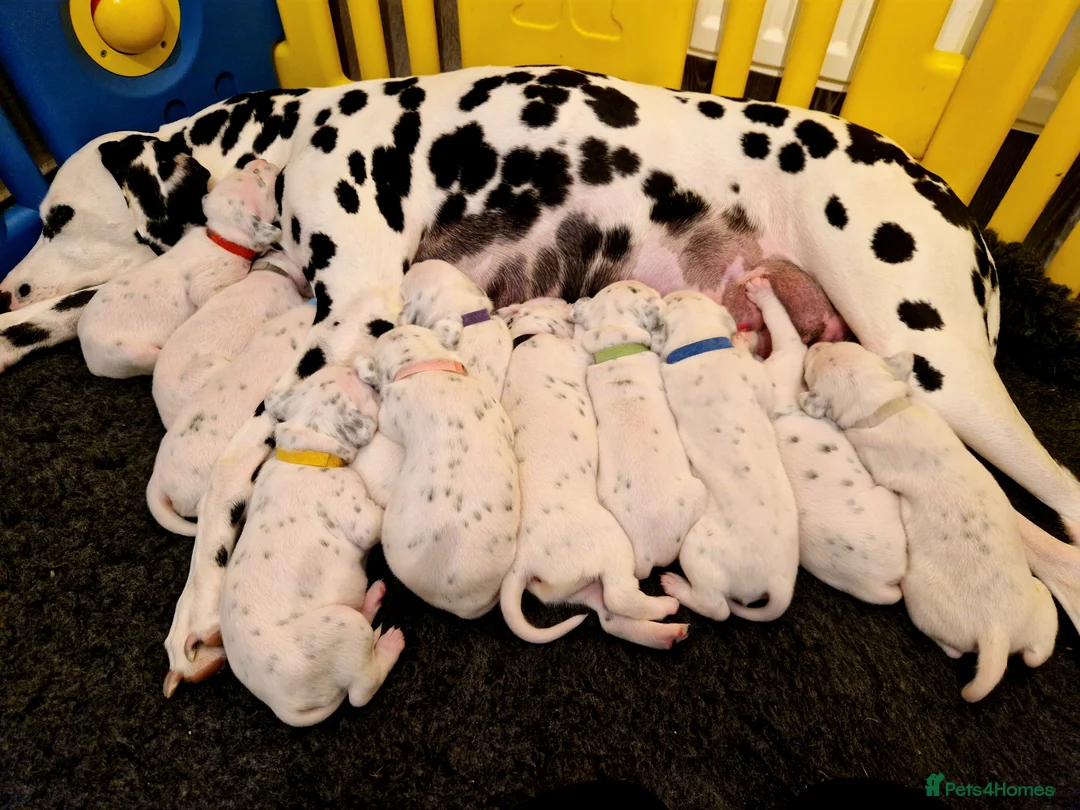 Dalmatian dogs for stud: ❤️Exceptional Proven Dalmatian Stud❤️ - Advert 12