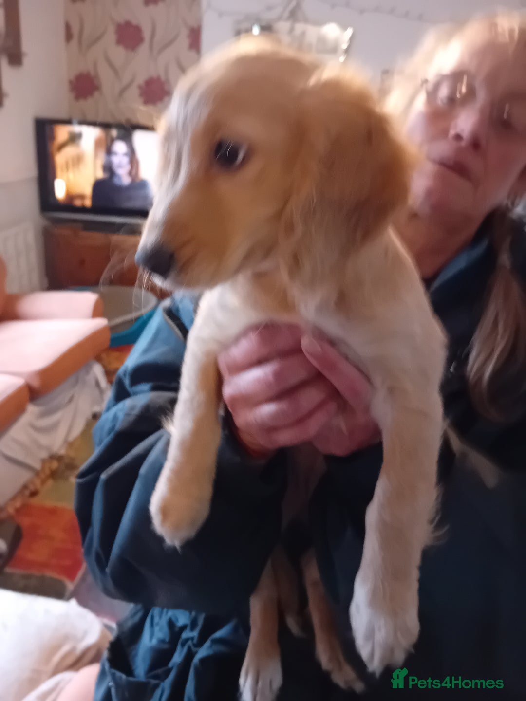 Cockapoo dogs for sale: Cocker × Cockapoo  - Advert 12