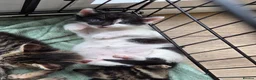 Mixed Breed cats for sale:  Black / white polydactyl boy, handreared by RVN in Birmingham - Advert 6