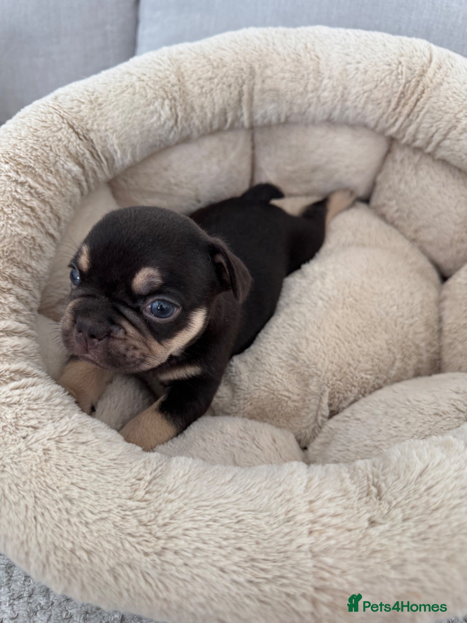 French Bulldog dogs Outstanding French Bulldog puppies  - Advert 2