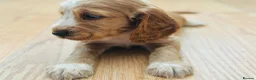 Cocker Spaniel dogs for sale: Cocker Spaniel puppies  in Widnes - Advert 3