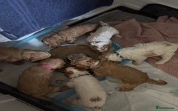 Cockapoo dogs for sale: Cockapoo puppies  - Image 4