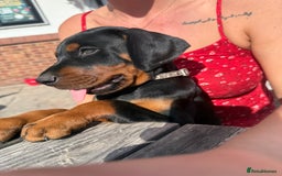 Dobermann dogs for sale: Puppy dobermans  - Image 6