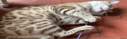 Bengal cats for sale: Beautiful Bengal family members - Advert 21