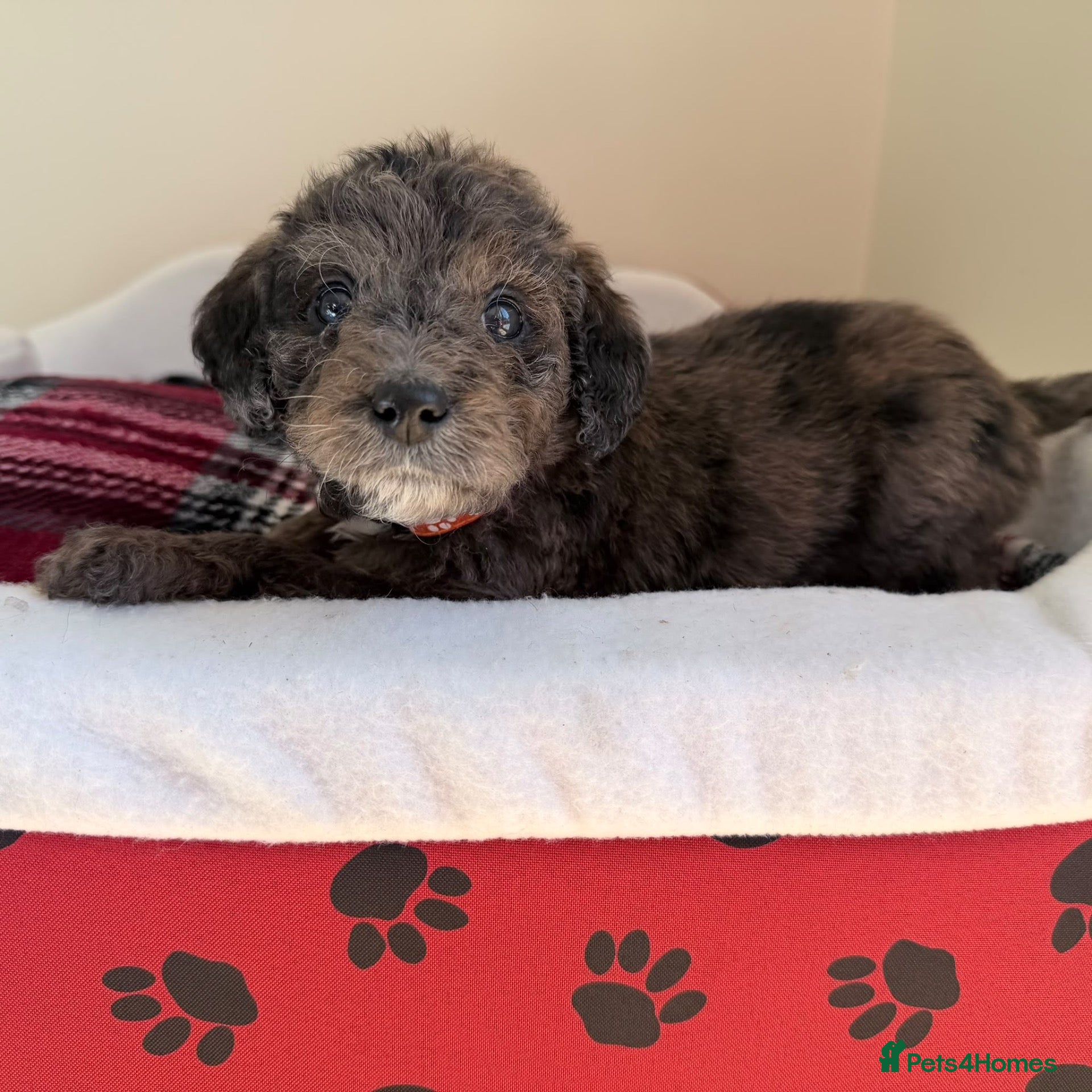 Labradoodle dogs Rare and outstanding labradoodles - Advert 2