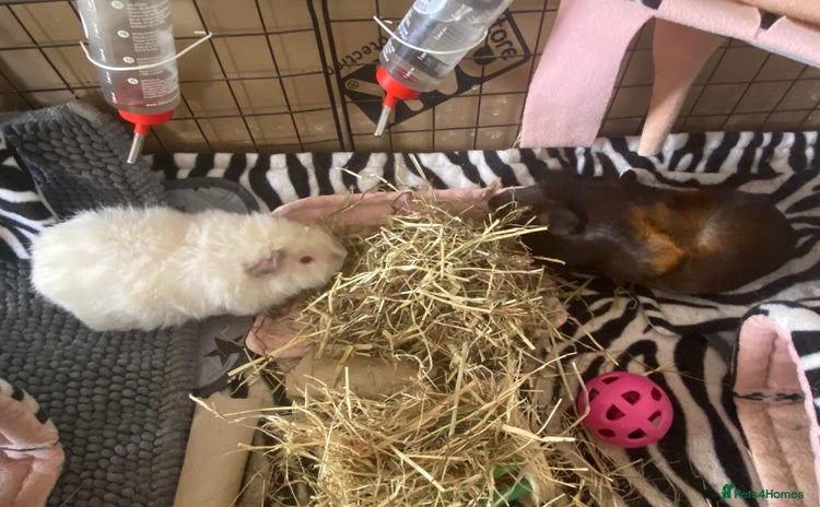 Guinea Pig rodents - Advert 4