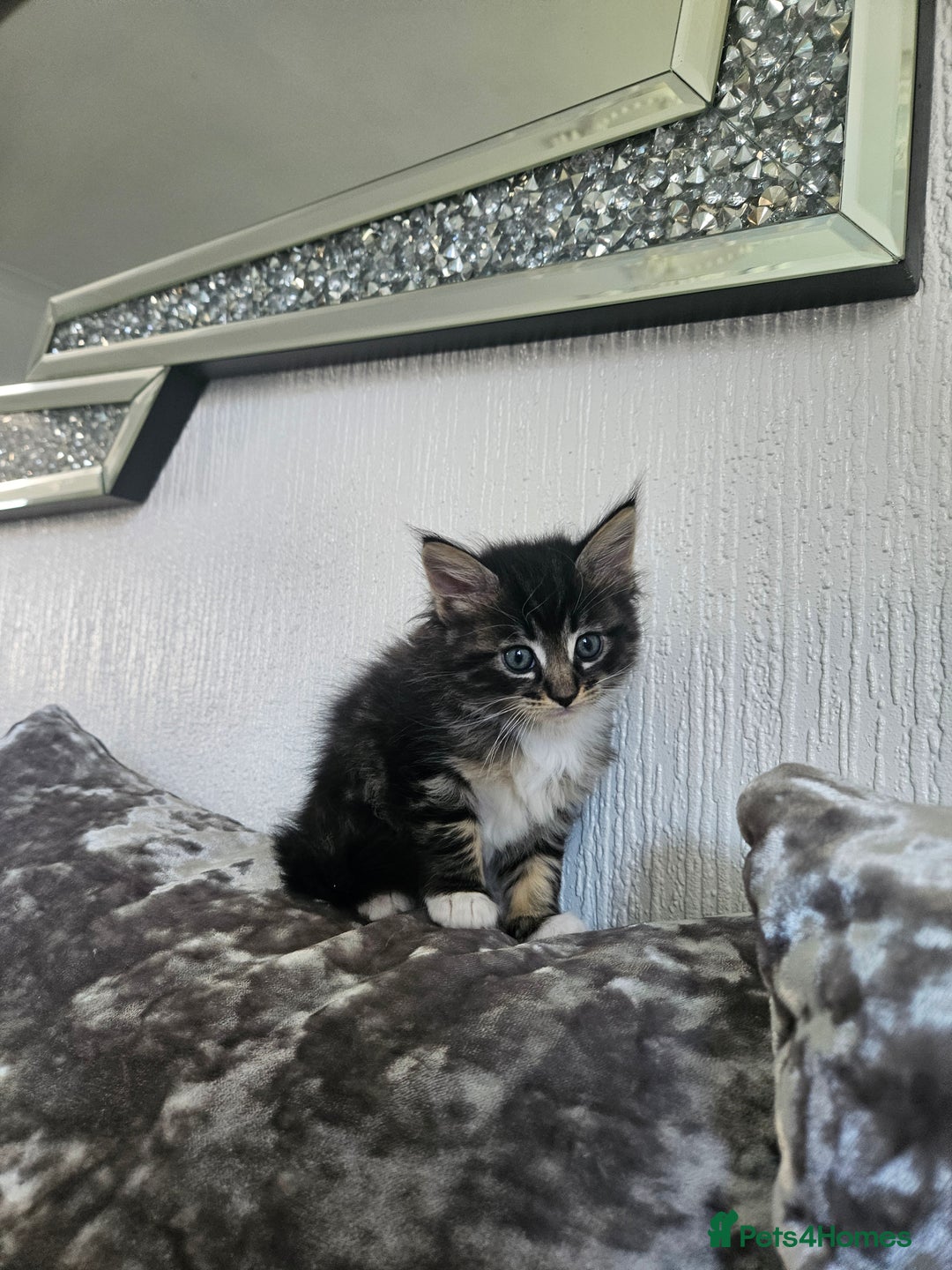 Maine Coon cats for sale: Gorgeous maincoon kittens - Image 3