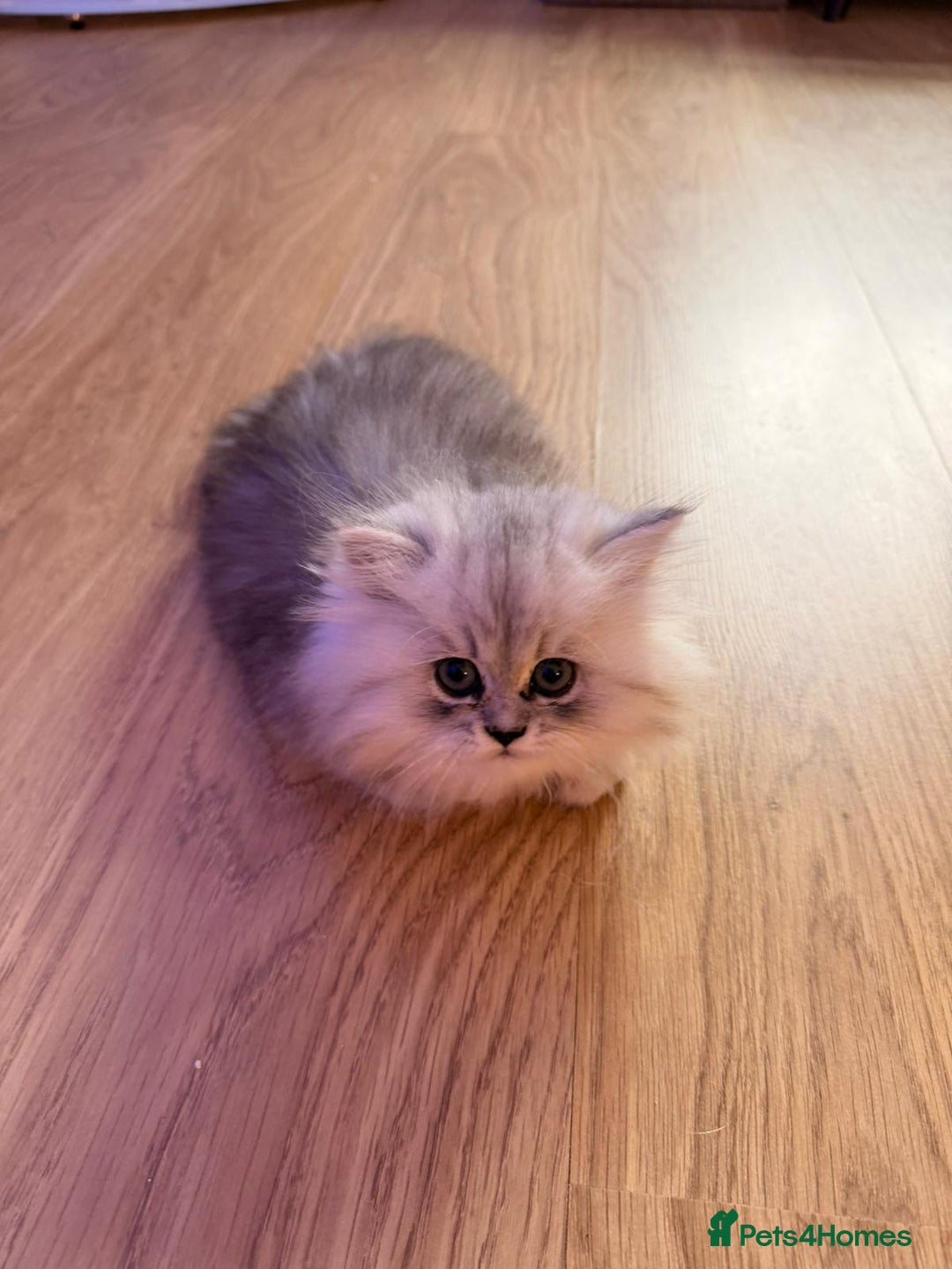 Persian cats for sale: Chinchilla Persians  - Image 2