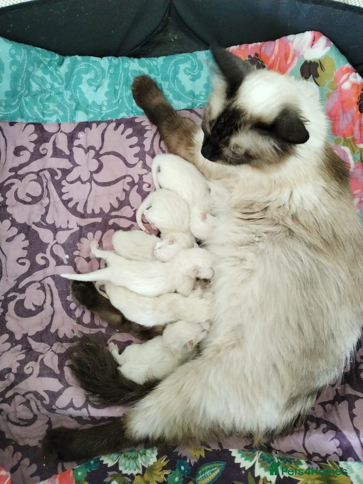 Ragdoll cats Stunning Ragdoll kittens💙&🩷 - Advert 1