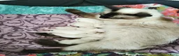 Ragdoll cats for sale: Stunning Ragdoll kittens💙&🩷 - Advert 1