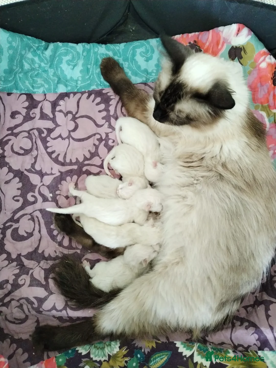 Ragdoll cats for sale: Stunning Ragdoll kittens💙&🩷 - Advert 1