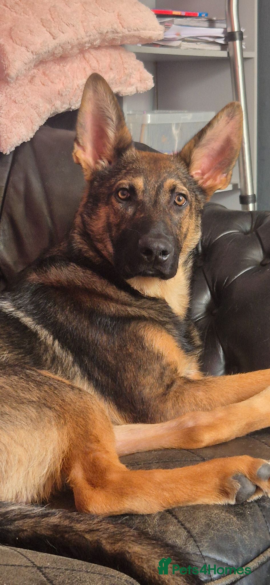 German Shepherd dogs Male sable german shepherd pup - Advert 1