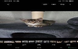 Mixed Breed cats for sale: Kittens  - Image 13