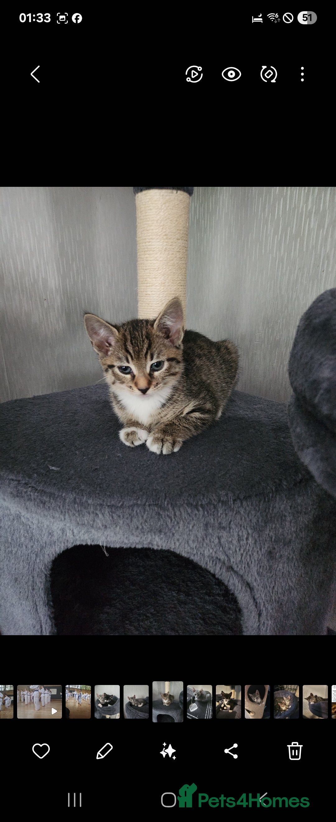 Mixed Breed cats for sale: Kittens  - Image 13