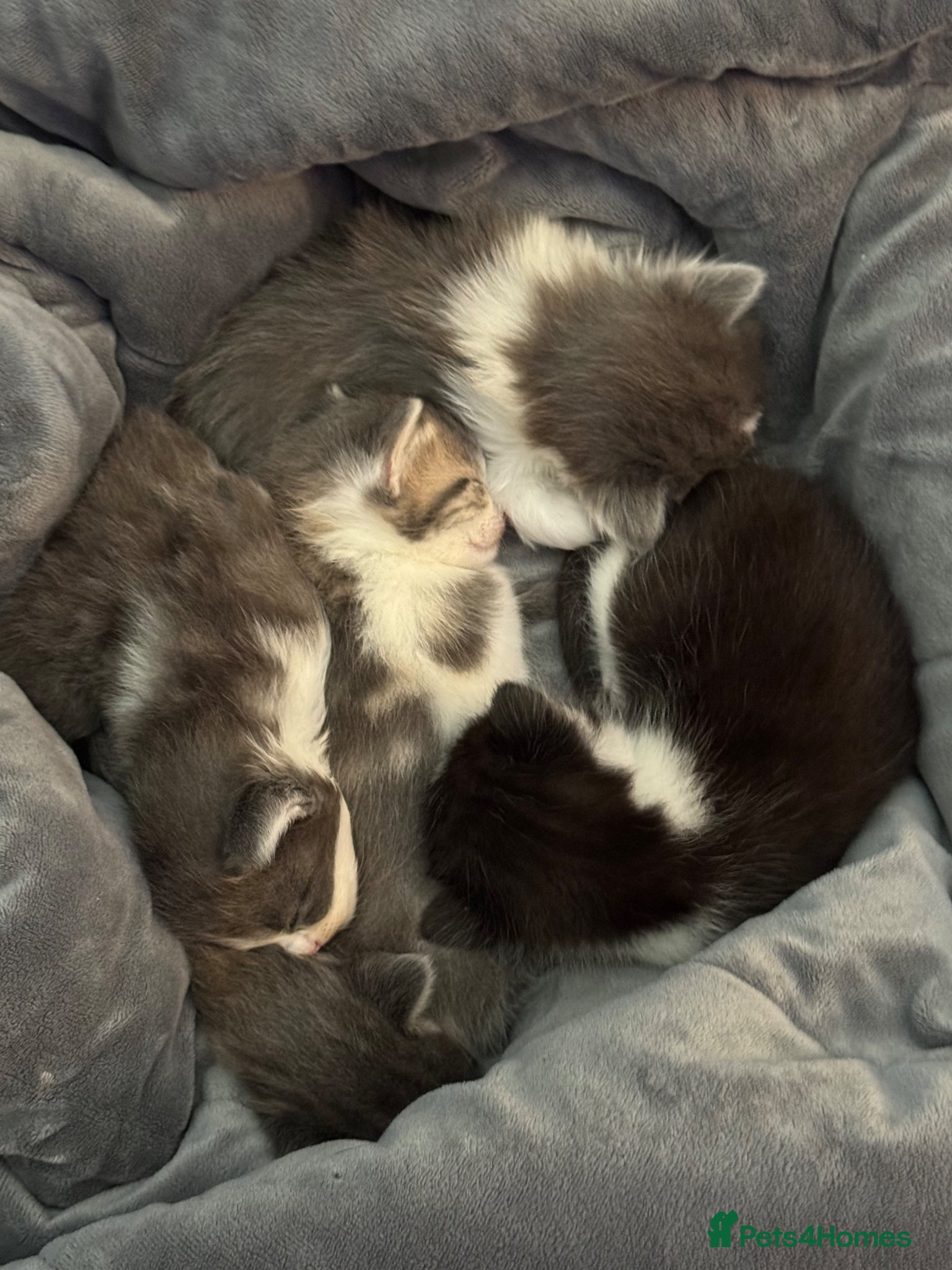 Mixed Breed cats Maine coon cross calico/grey - Advert 1