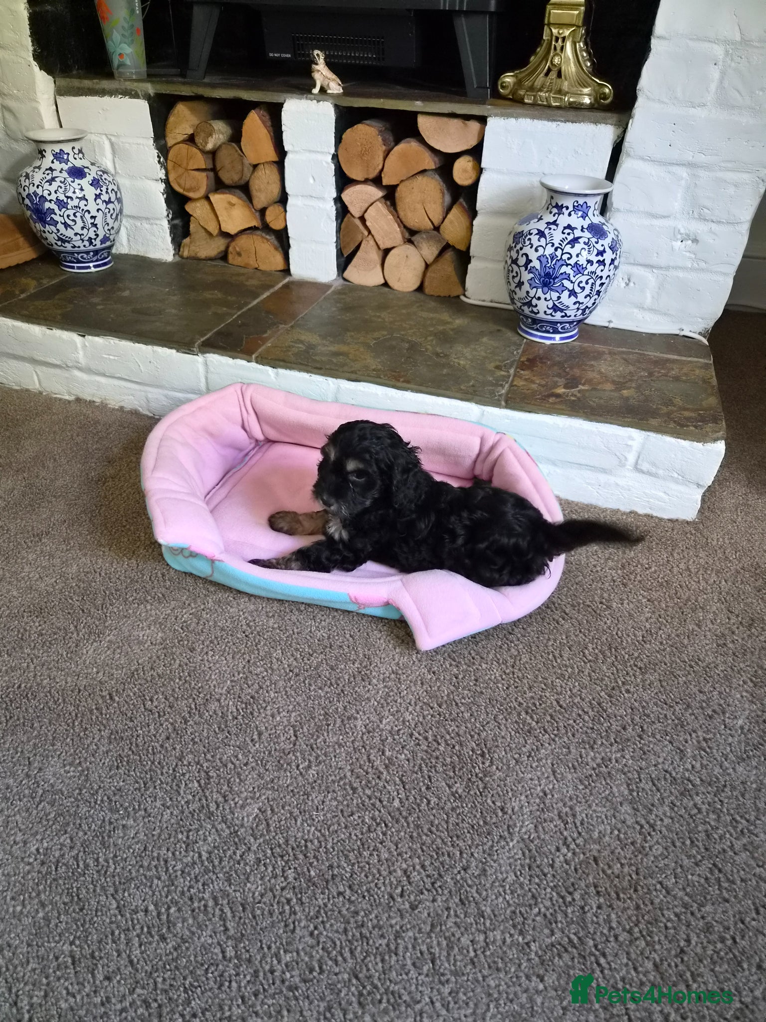 Cockapoo dogs READY THIS FRIDAY Lovely F1 Cockapoo Puppy! - Advert 12