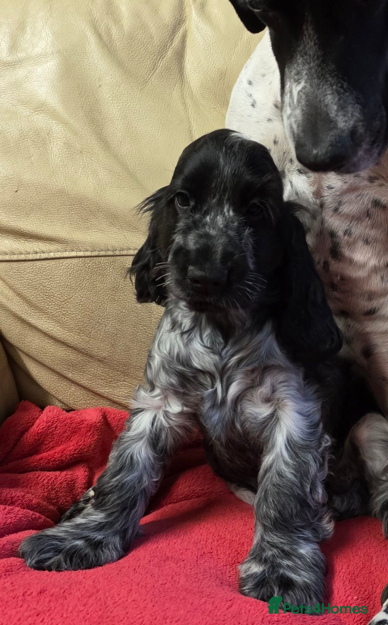 Cocker Spaniel dogs Blue Roan Male Puppy - Advert 2