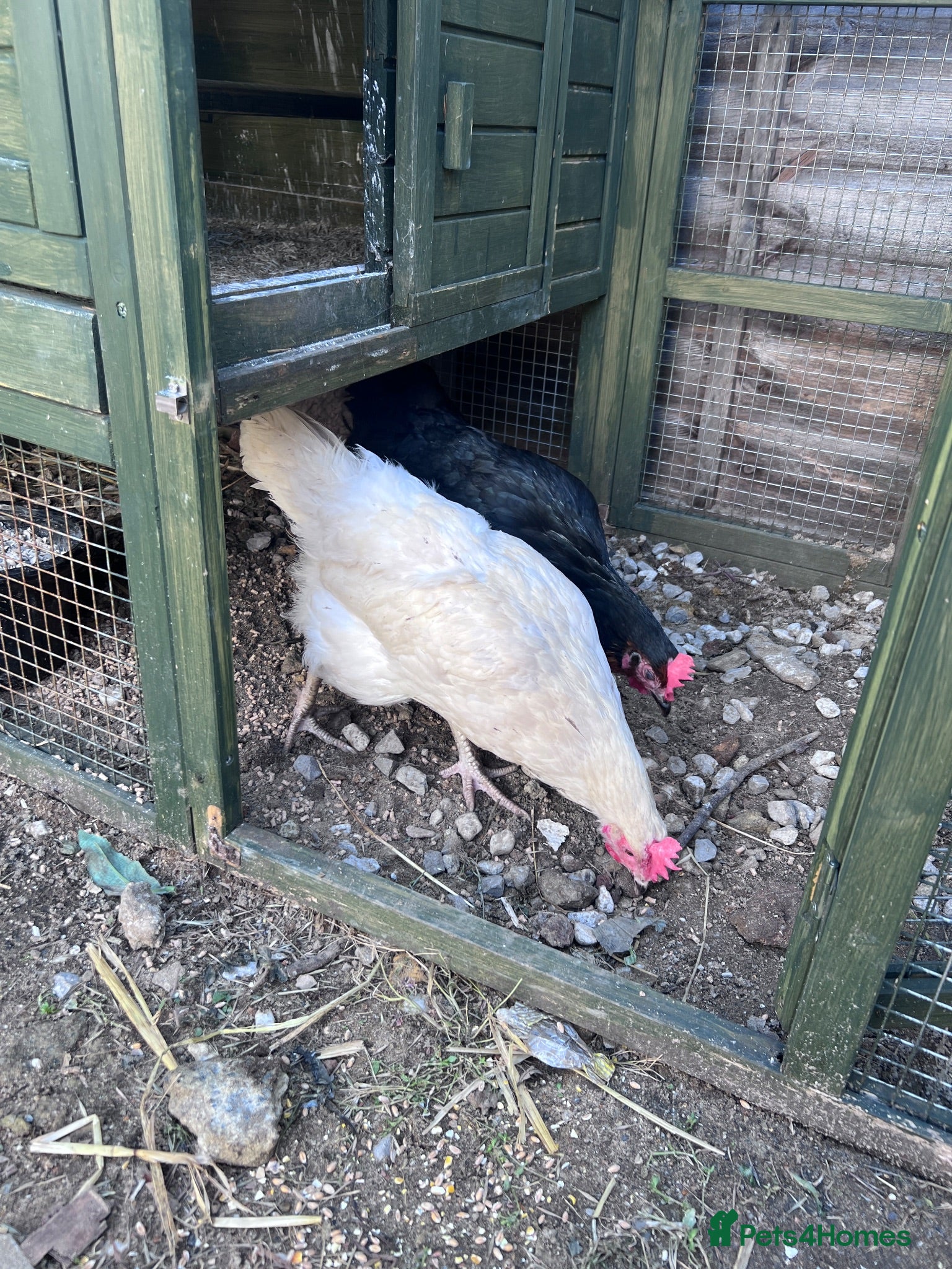 Hens poultry Hens, Coop, Feed, Accessories - Advert 2