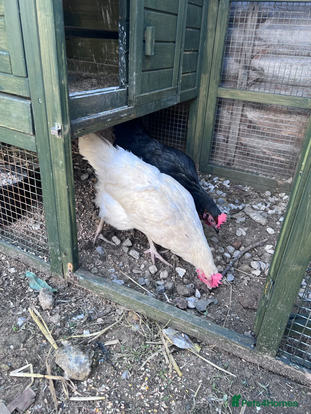 Hens poultry for sale: Hens, Coop, Feed, Accessories in London - Advert 1
