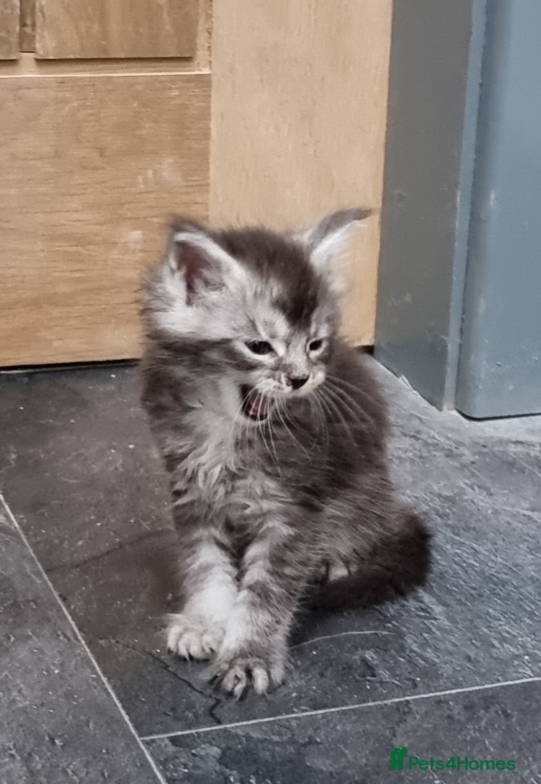 Maine Coon cats for sale: Pedigree GCCF Maine Coon Kitten available  - Image 31