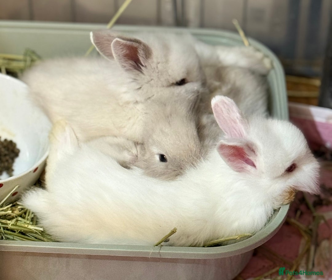 Lionhead rabbits for sale: 11 Double Maned Lionhead Babies For Sale - Advert 28