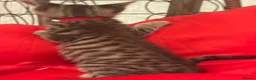 Mixed Breed cats for sale: 🐾 6 Beautiful Bengal × British Longhair Kittens🐾 - Advert 30