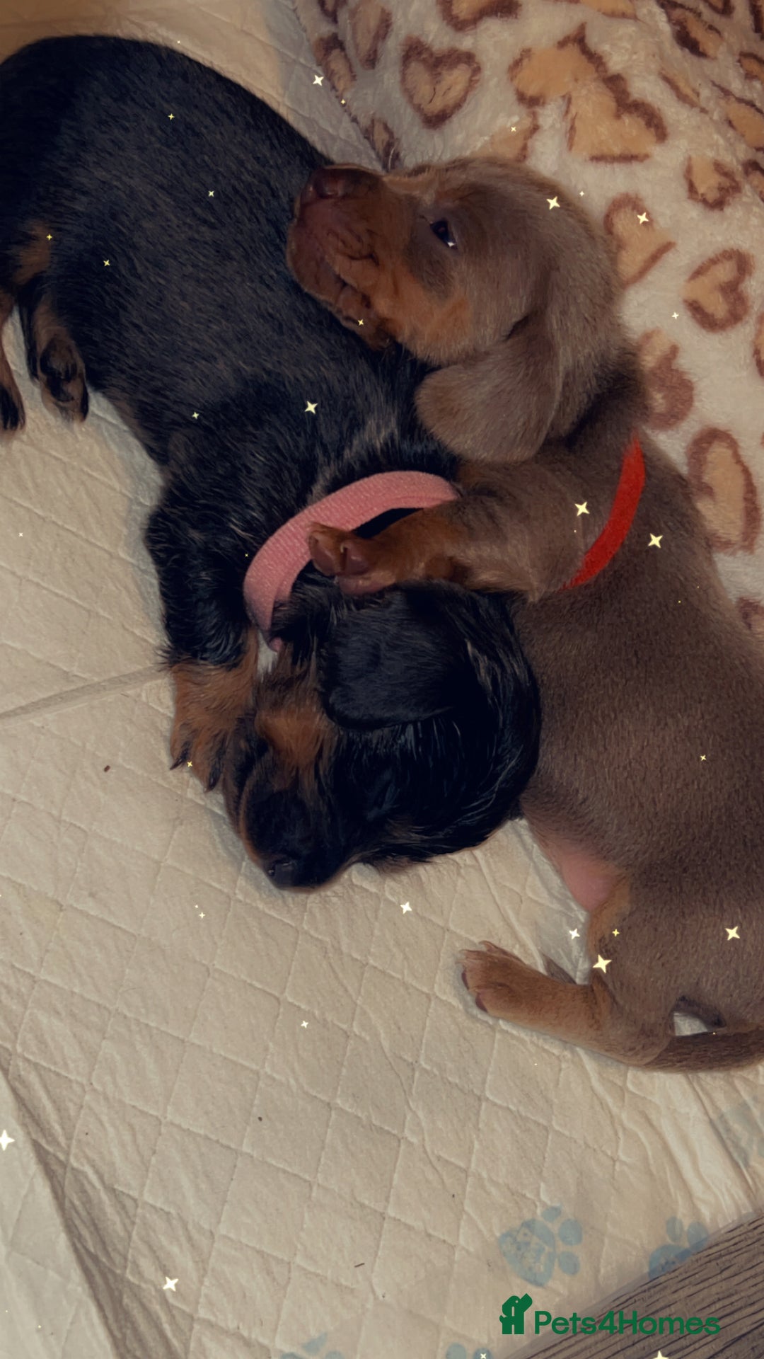 Miniature Dachshund dogs for sale: Mini dachshunds 💚🫶🏻 ready 24th December 🎄🎄 - Advert 5